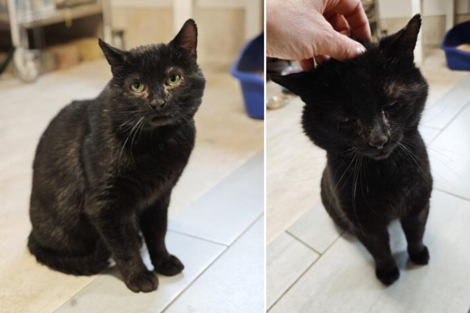 Kater Mephisto war stark erschöpft und krank, als sich eine Familie um ihn kümmerte.