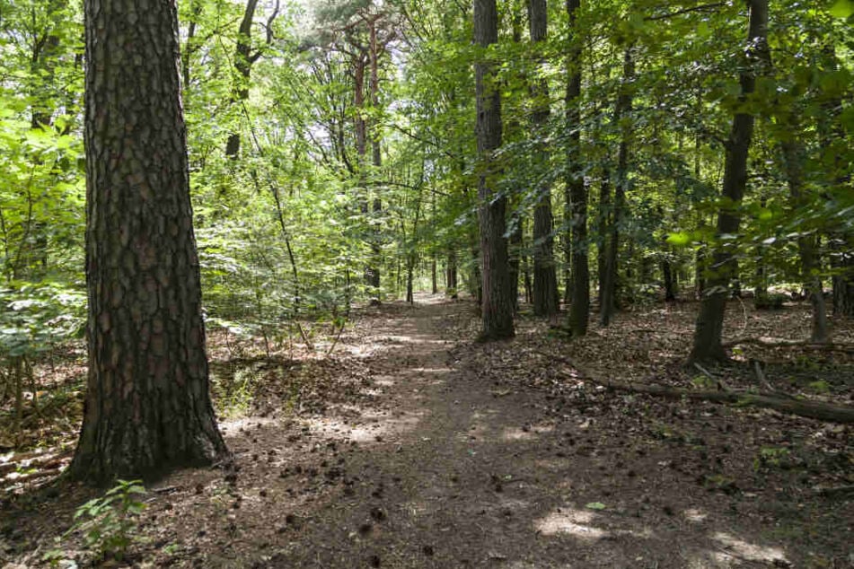 Auf einem Waldweg im Küchwald wurde eine 55-Jährige von einem Mann belästigt (Symbolbild).