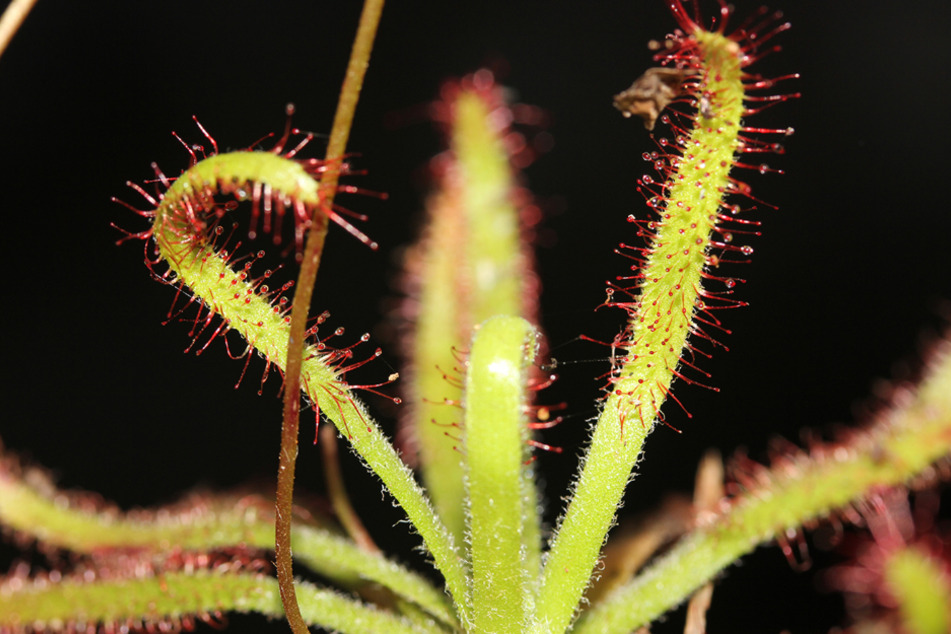 Die fleischfressende Pflanze Drosera arachnoides am Wuchsort auf Madagaskar.