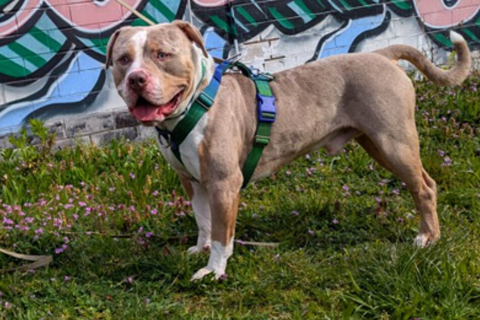 Der Rüde wäre auch als Familienhund gut geeignet, Kinder sollten aber bereits älter sein und eine gewisse Standfestigkeit mitbringen.