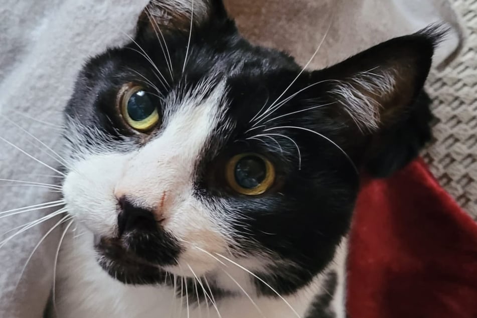 Mummel busca su hogar para siempre.