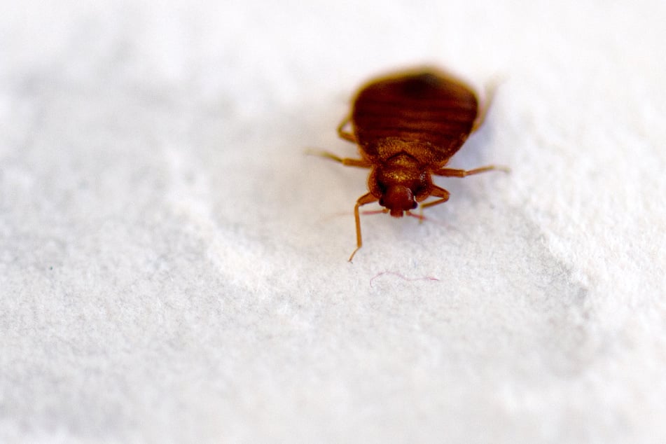 Die fünf bis sechs Millimeter großen, blutsaugenden Bettwanzen können lästig sein, sind für Menschen jedoch in der Regel ungefährlich. (Archivfoto)