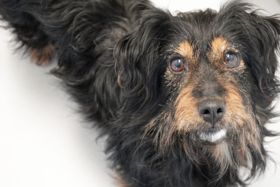 Vani saß auf der Tötungsstation! Kleine Hündin trotzt trauriger Vergangenheit