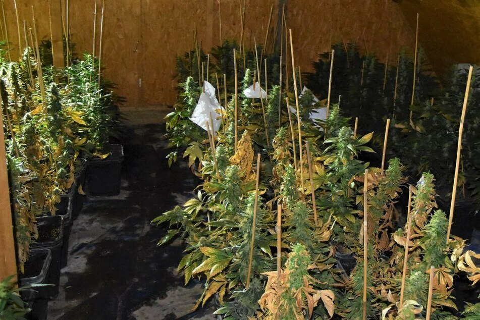 Diese Cannabis-Plantage fand die Polizei in der Scheune einer 75-Jährigen und ihres Ehemanns.