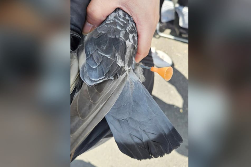 Im Körper der gefundenen Taube steckte ein Blasrohrpfeil.
