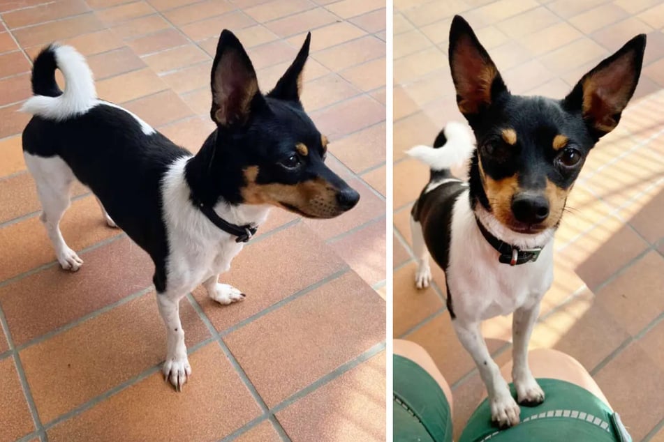 Chihuahua-Pinscher-Mix Lulu (1) ist ein Fundtier aus dem Berliner Tierheim.