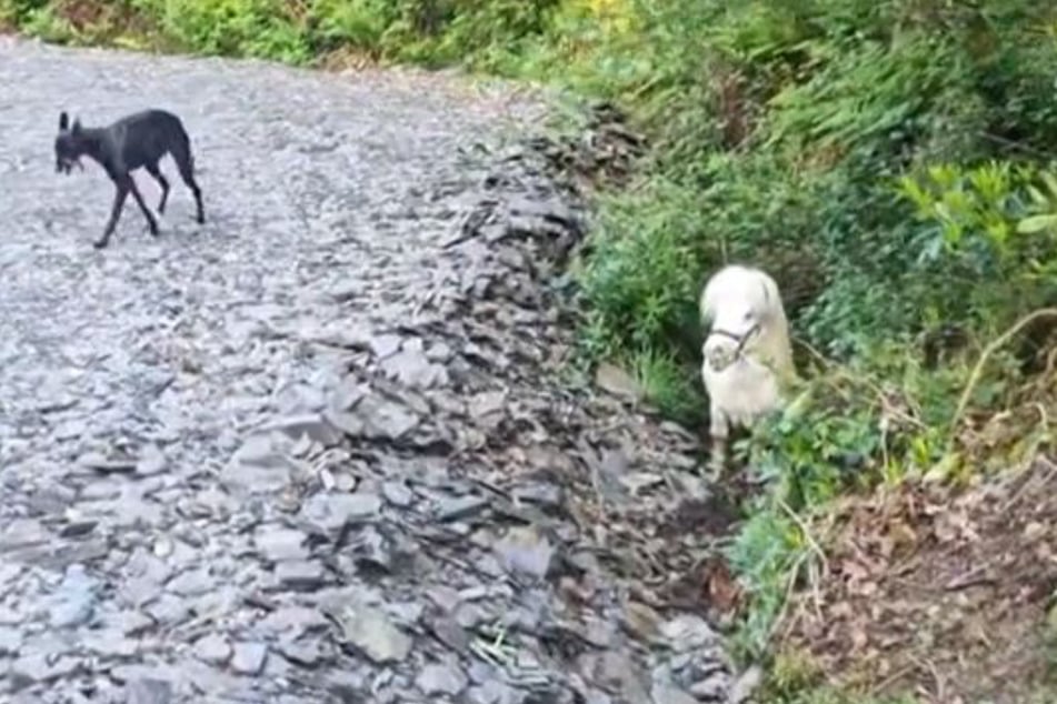 Frau ist völlig baff, als sie winziges Pony in Graben entdeckt: Ist das echt?