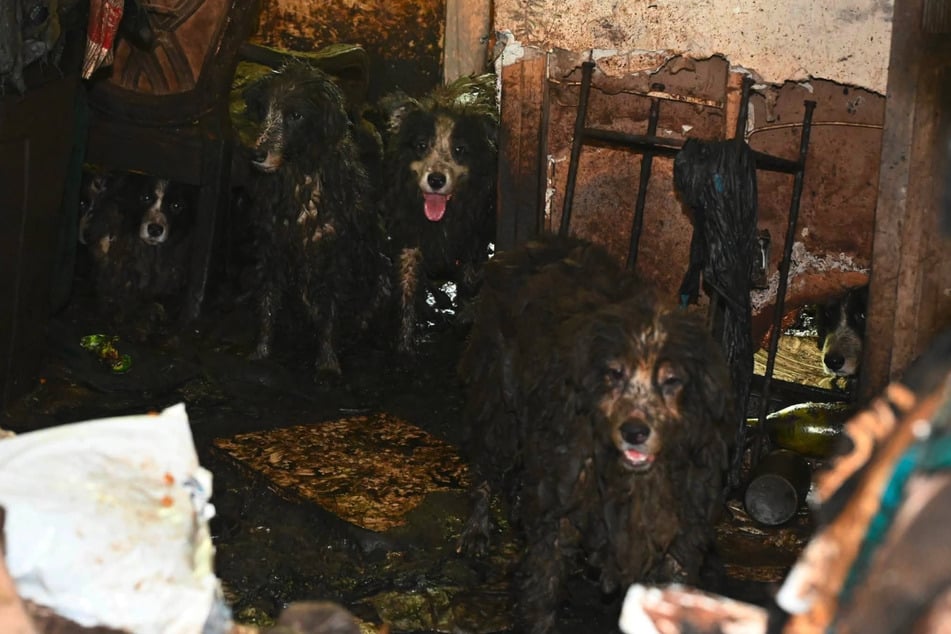 Im US-Bundesstaat Kalifornien stellten Beamte zahlreiche Hunde in einem entsetzlichen Zustand sicher.