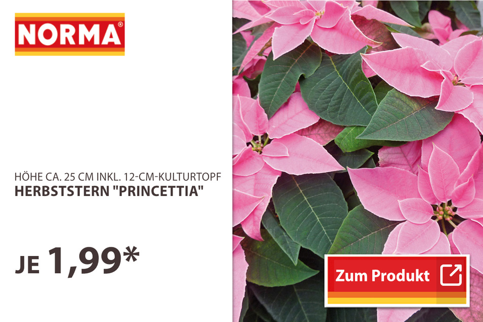 Herbststern "Princettia"