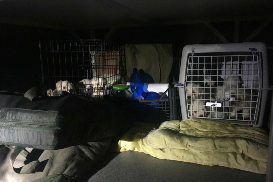 In kleine Käfige gesperrt harrten die jungen Hunde in der Hitze aus.