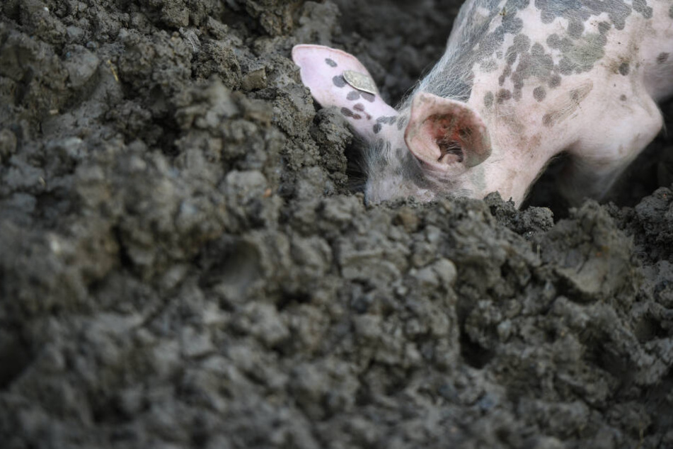 Schweine müssen die Möglichkeit haben, sich artgerecht verhalten zu können.