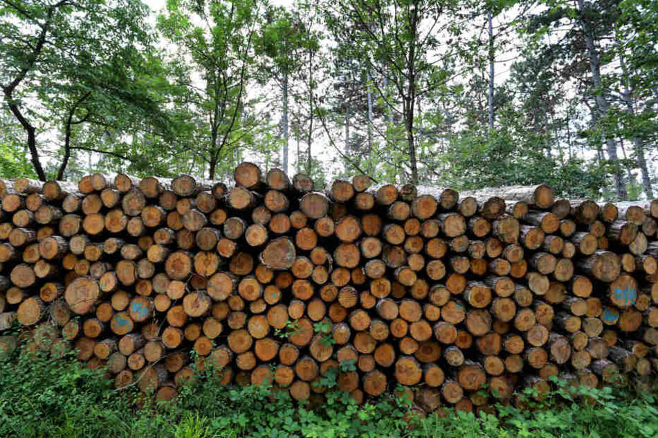 Stämme von gefällten Schwarzkiefern liegen auf dem Volkenberg am Rande eines Waldweges. Waldbesitzer fürchten Milliardenschäden durch Dürre und Borkenkäfer-Plage.