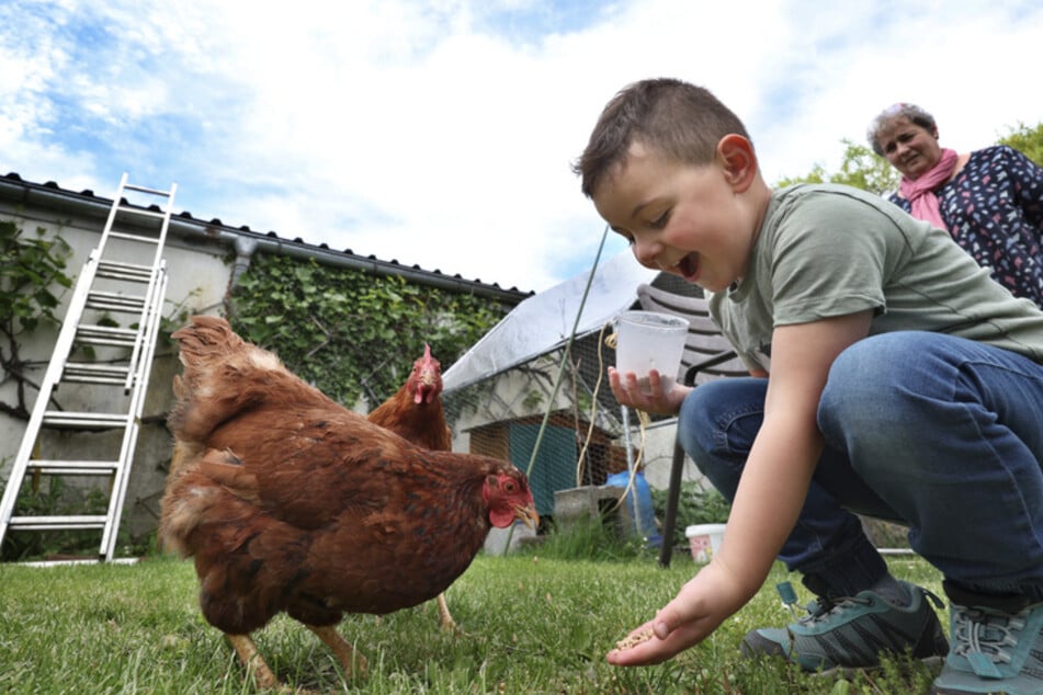 Begeisterung im Angesicht des Huhns: Jakob (4) füttert im Garten mit seiner Oma Tanja die Haustiere.