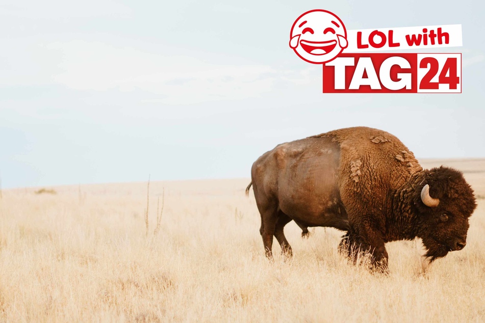 Today's Joke of the Day is a belly-laugh full of buffalo.