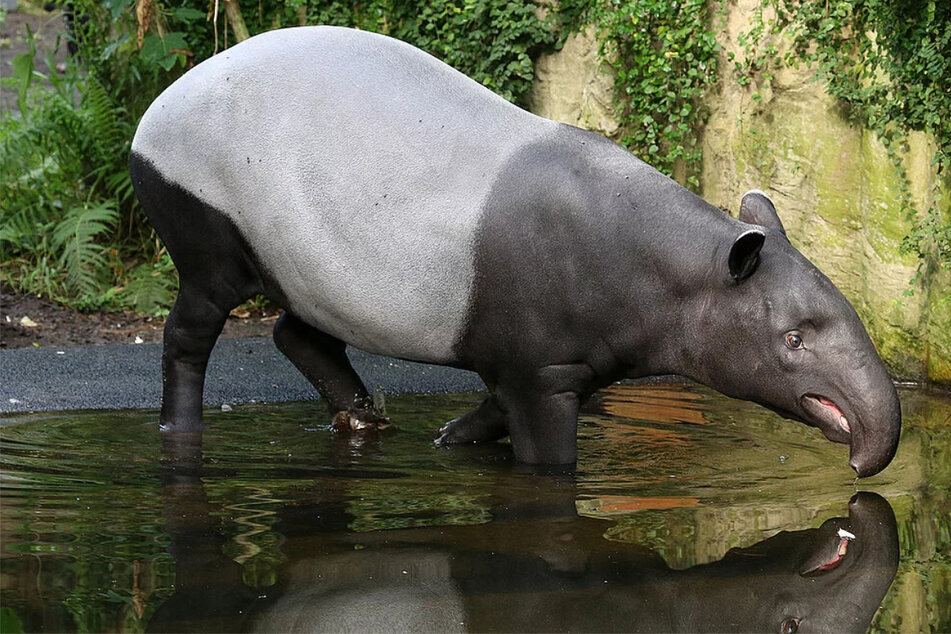 Bye, bye Laila! Einen Großteil ihrer Lebenszeit verbrachte die Tapir-Dame in Leipzig.