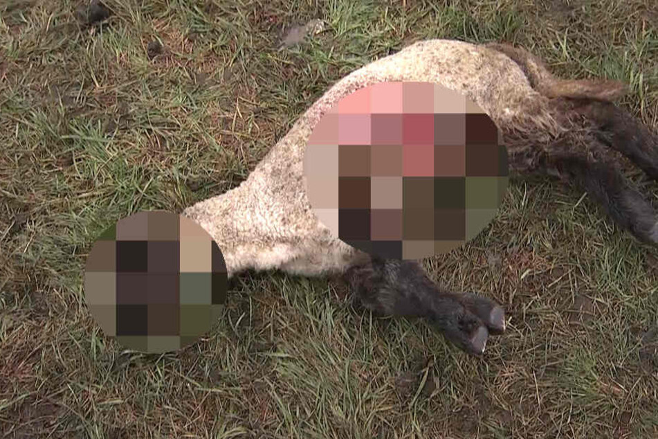 Die Wölfe schnappten sich 18 Tiere aus der Herde von Werner Friedmann.