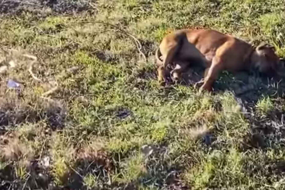 Der Hund wirkte so, als hätte er sich selbst aufgegeben.
