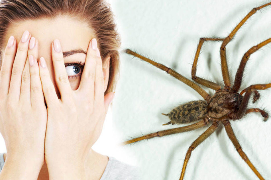 Forscher fanden heraus, dass Spinnen am liebsten um 19.30 Uhr in die Wohnung krabbeln. (Symbolbild).