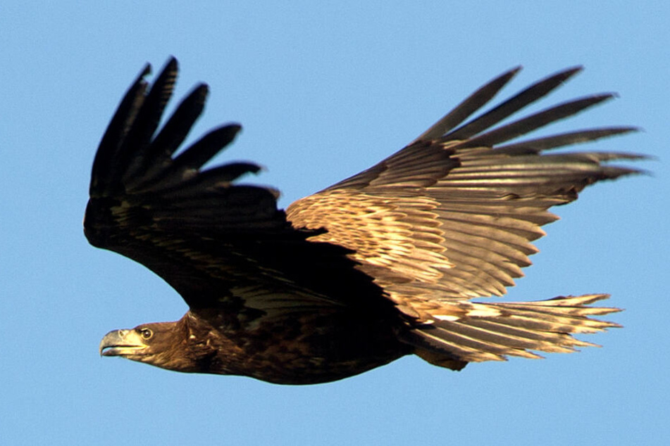 Ein Seeadler schwebt durch die Luft.