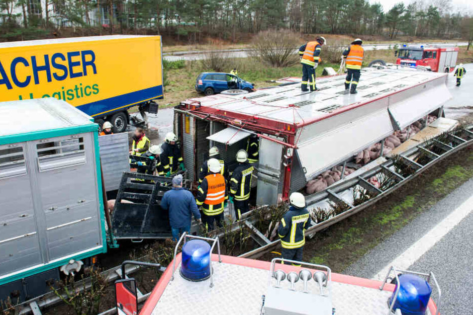 Feuerwehrleute stehen nach dem schrecklichen Verkehrsunfall auf der A24 neben dem verunglückten Viehtransporter und bergen Schweine.