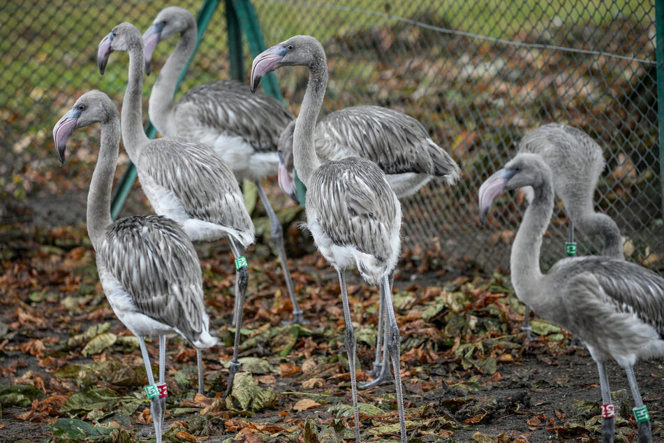 Die Flamingo-Küken wurden nach dem Schlüpfen in einem geschützten Bereich aufgezogen.