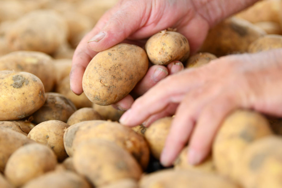 Die Kartoffelernte in Deutschland hat begonnen.