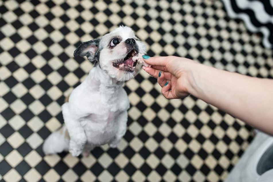 Am besten, sich gar nicht erst vom Hundeblick am Essenstisch erweichen lassen.