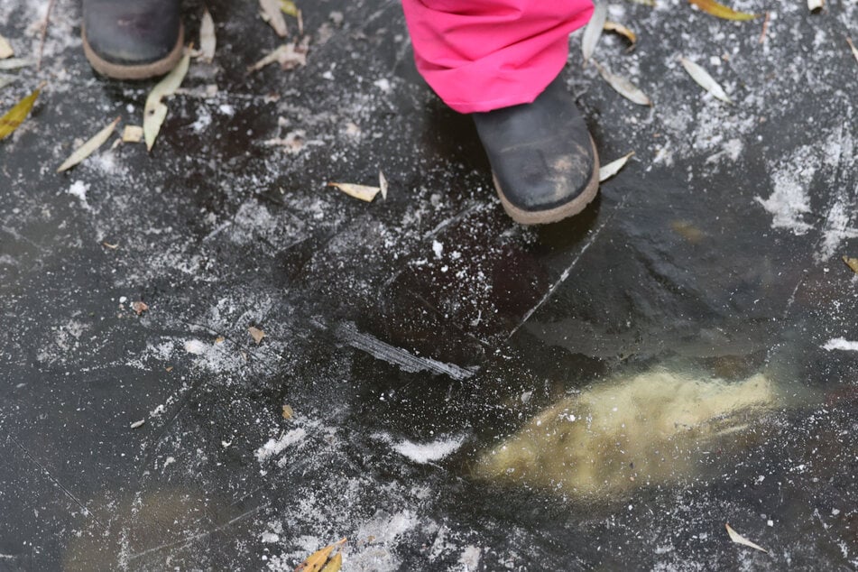 Berlin: Tote Fische in Berliner Seen: Tau-Wetter sorgt für traurige Szenen