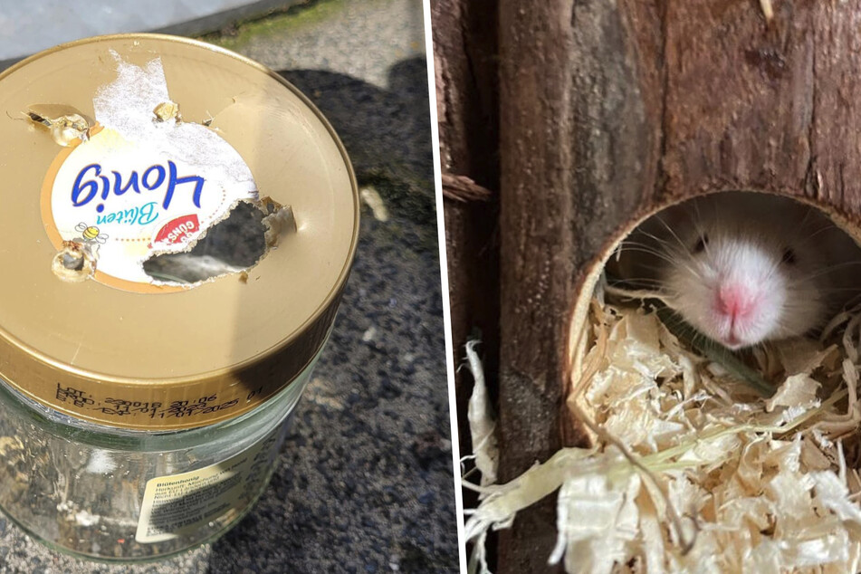 Tierheim bei Köln fassungslos: Maus achtlos in Honigglas ausgesetzt - "neue Maßstäbe"