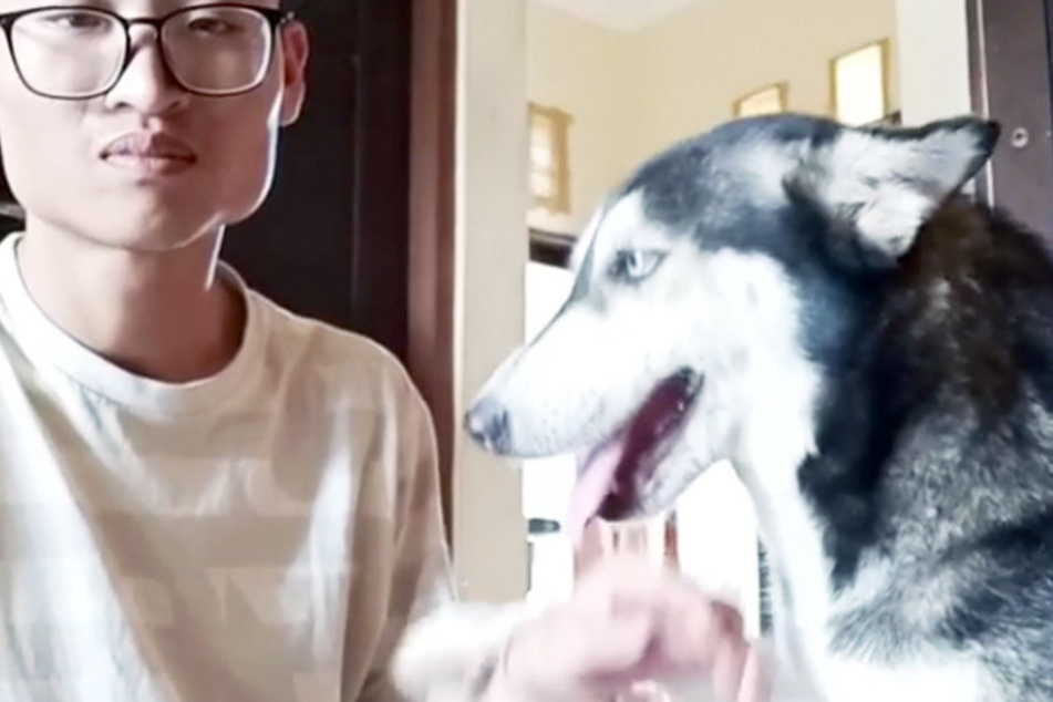 Wahnsinn, wie gesund und glücklich der Husky nun aussieht.
