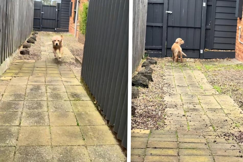Als der Golden Retriever endlich sein Frauchen sieht, gibt es kein Halten mehr.