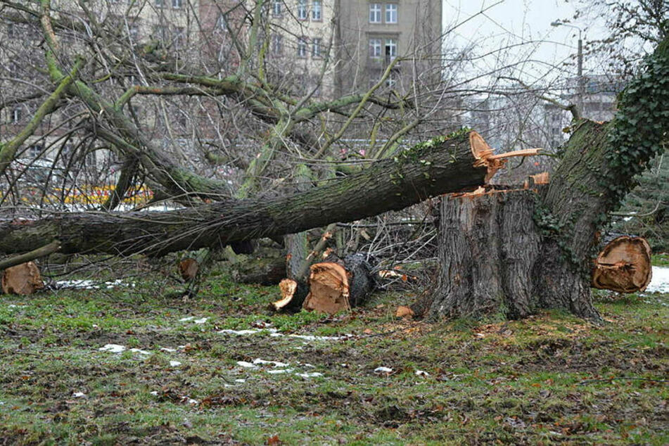 Leipzig: Bauboom, Hitze, Sturm: Leipzig verliert jedes Jahr 1000 Bäume