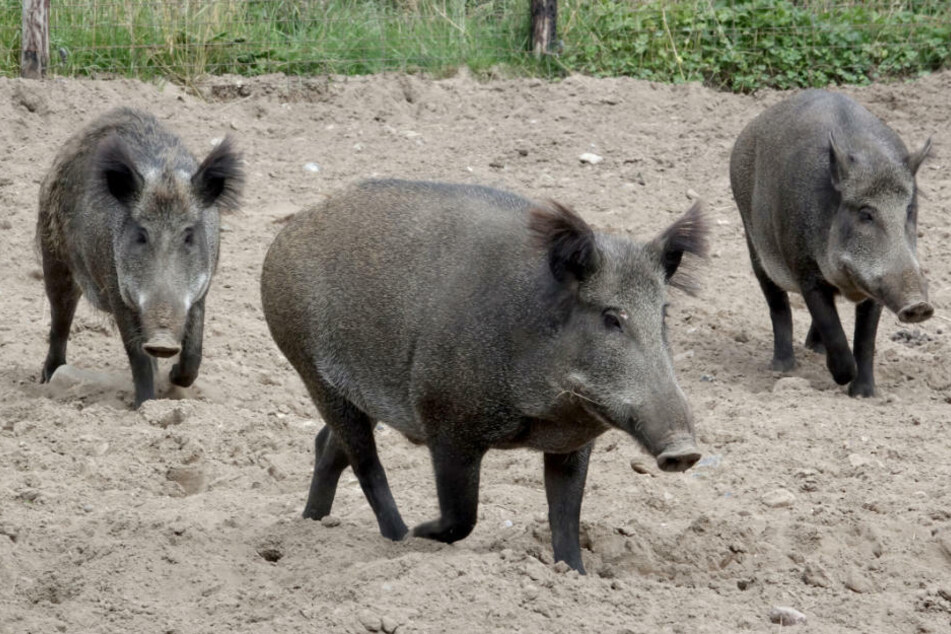 Wildschweine in einem Tierpark. Frei lebende Wildschweine können die Afrikanische Schweinepest verbreiten. (Symbolfoto)