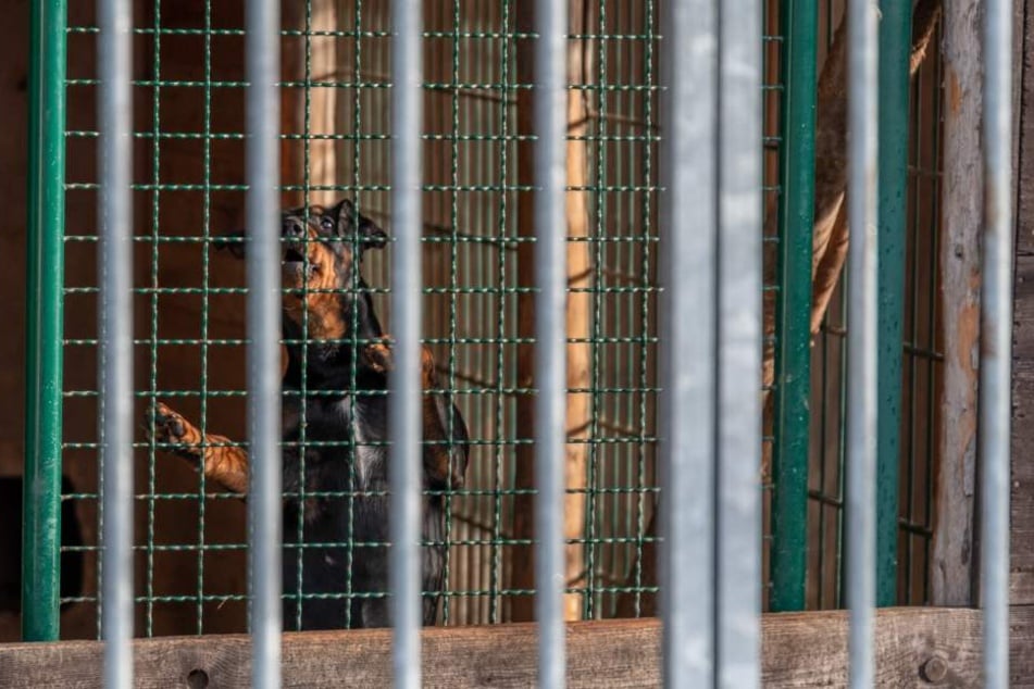 Ohne die Feuerwehr wären die Hunde im Zwinger gestorben.