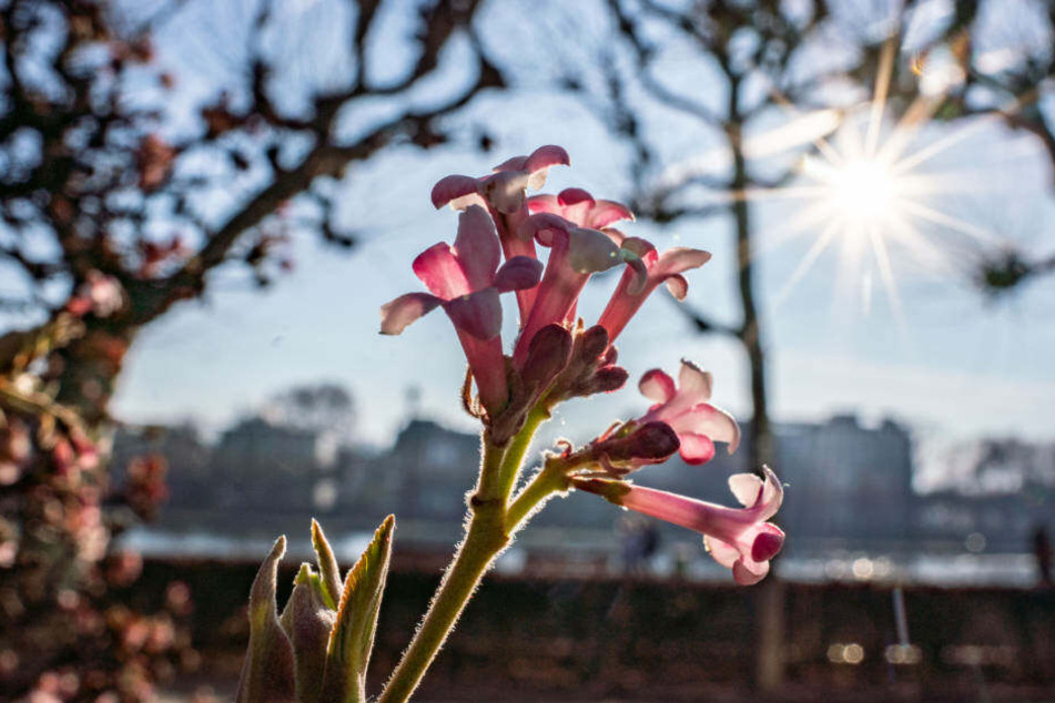 Der milde Winter sorgte dafür, dass im Dezember schon die ersten Blüten am Mainufer in Frankfurt zu sehen waren.