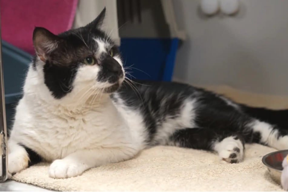 Uno necesita un hogar sin mucho alboroto y con suficiente espacio al aire libre.