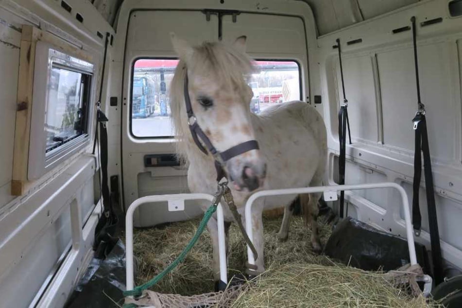 Eine Frau transportierte in dem Auto ein Pony.