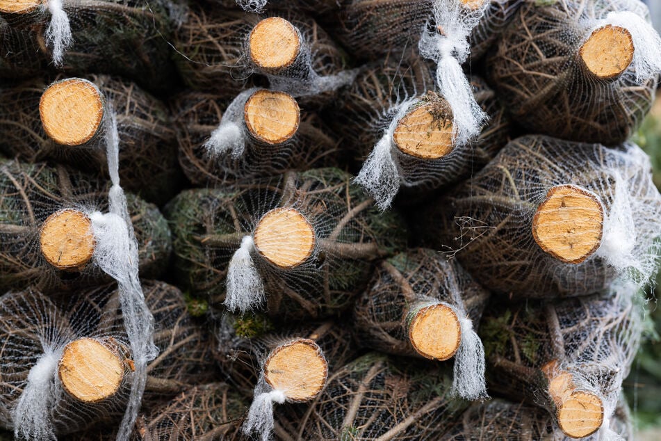 Nicht nur bei mir, auch in meinem Umfeld wird ein echter Weihnachtsbaum einem Kunst-Produkt überwiegend noch immer vorgezogen, doch es gibt auch Einzelfälle, wo ein künstlicher Baum inzwischen regelmäßig aufgestellt wird. (Symbolbild)