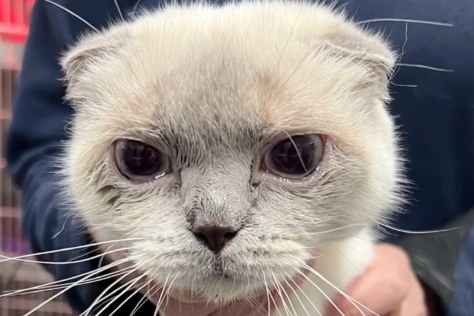 Emma wurde von ihren Besitzern im Tierheim Bergheim abgegeben.