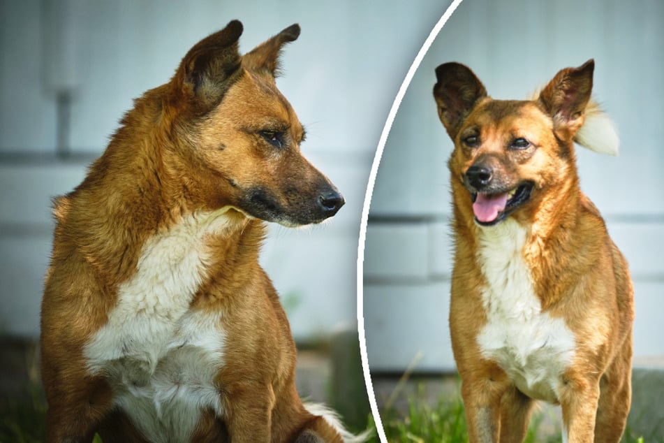 Kleine Hunde-Dame weit gereist: Findet "Carlotta" ihr Happy End?