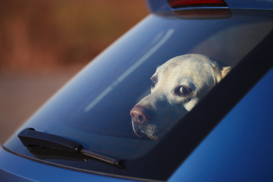 Im Auto kann es im Sommer für Hunde gefährlich heiß werden. (Symbolbild)