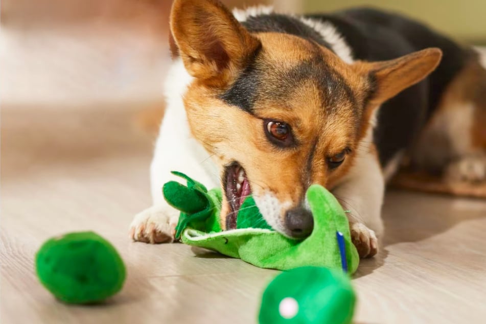 This crazy toy from Chewy is designed to be destroyed!