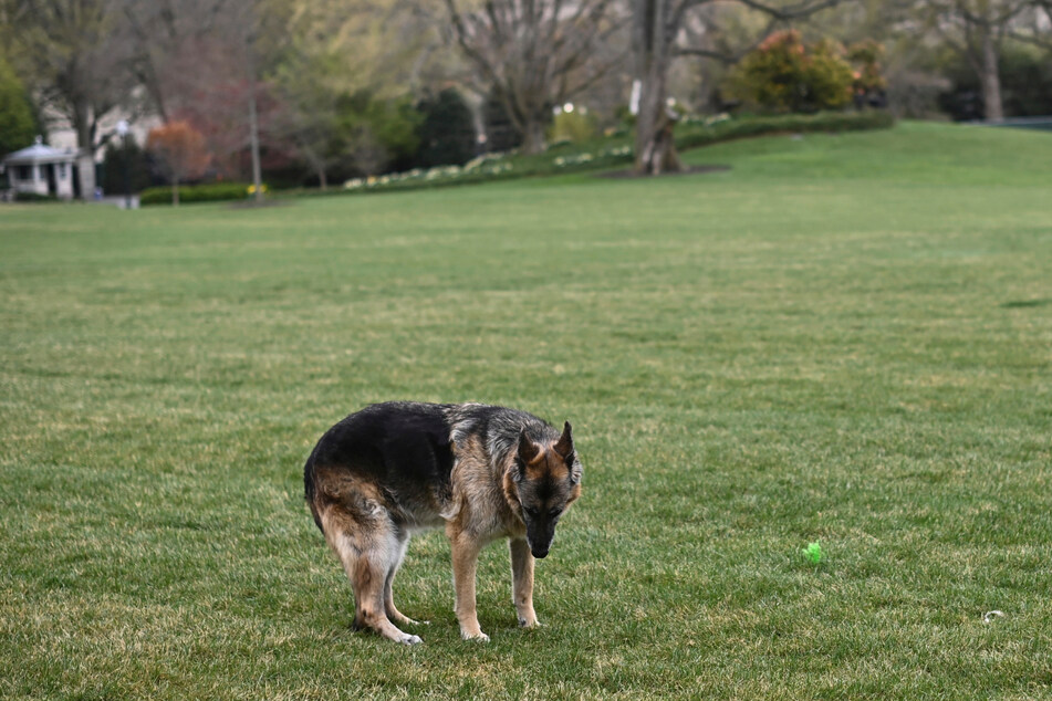 Ein Bild aus besseren Tagen: Schäferhund Champ auf dem Südrasen des Weißen Hauses.