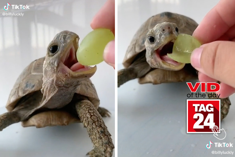 Today's Viral Video of the Day is a tasty treat for one turtle!