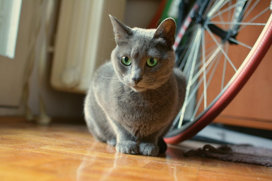 Russian Blues are very clever and can get bored pretty easily.