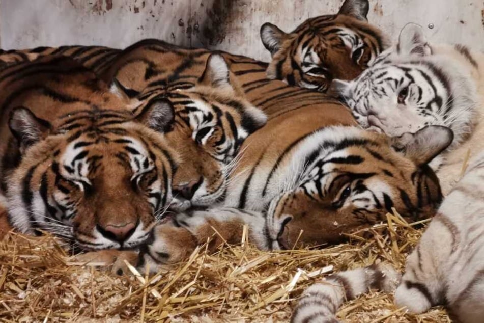 Ein Foto von der Evakuierung: Die sechs Tiger liegen nebeneinander eingekuschelt auf dem Strom. "Sie bekamen nichts mit und haben friedlich geschlafen", sagt Carmen Zander.