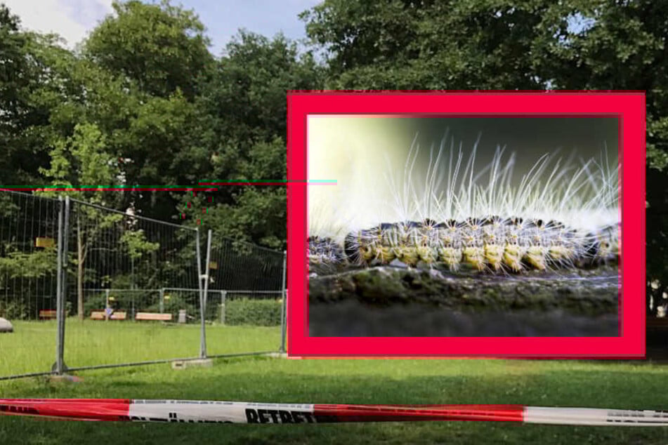 Die Raupen des Eichenprozessionsspinners haben den Holzhausenpark in Frankfurt erobert.