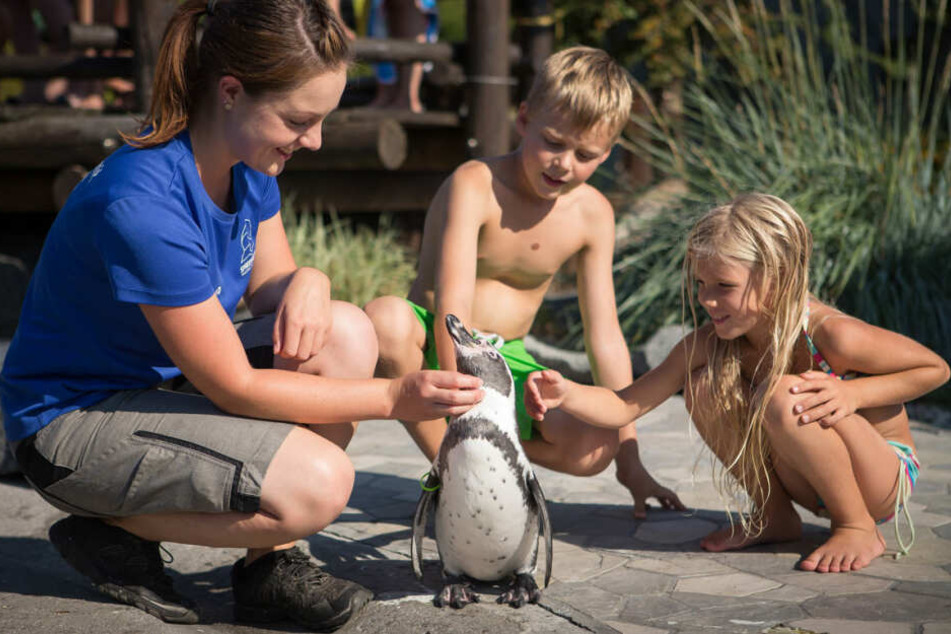 Geburtstagskinder haben nicht nur freien Eintritt, sondern können die Pinguine sogar selbst füttern.