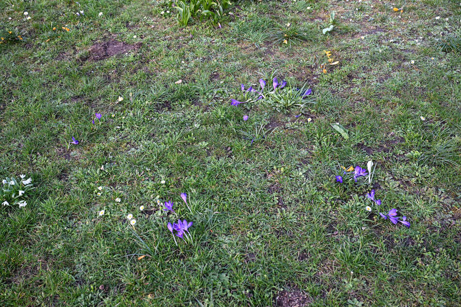 Nur ein paar der Frühblüher überlebten den Polizeieinsatz.