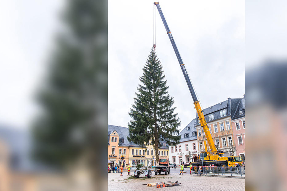 Fast geschafft: Die Fichte wird auf dem Markt aufgestellt.